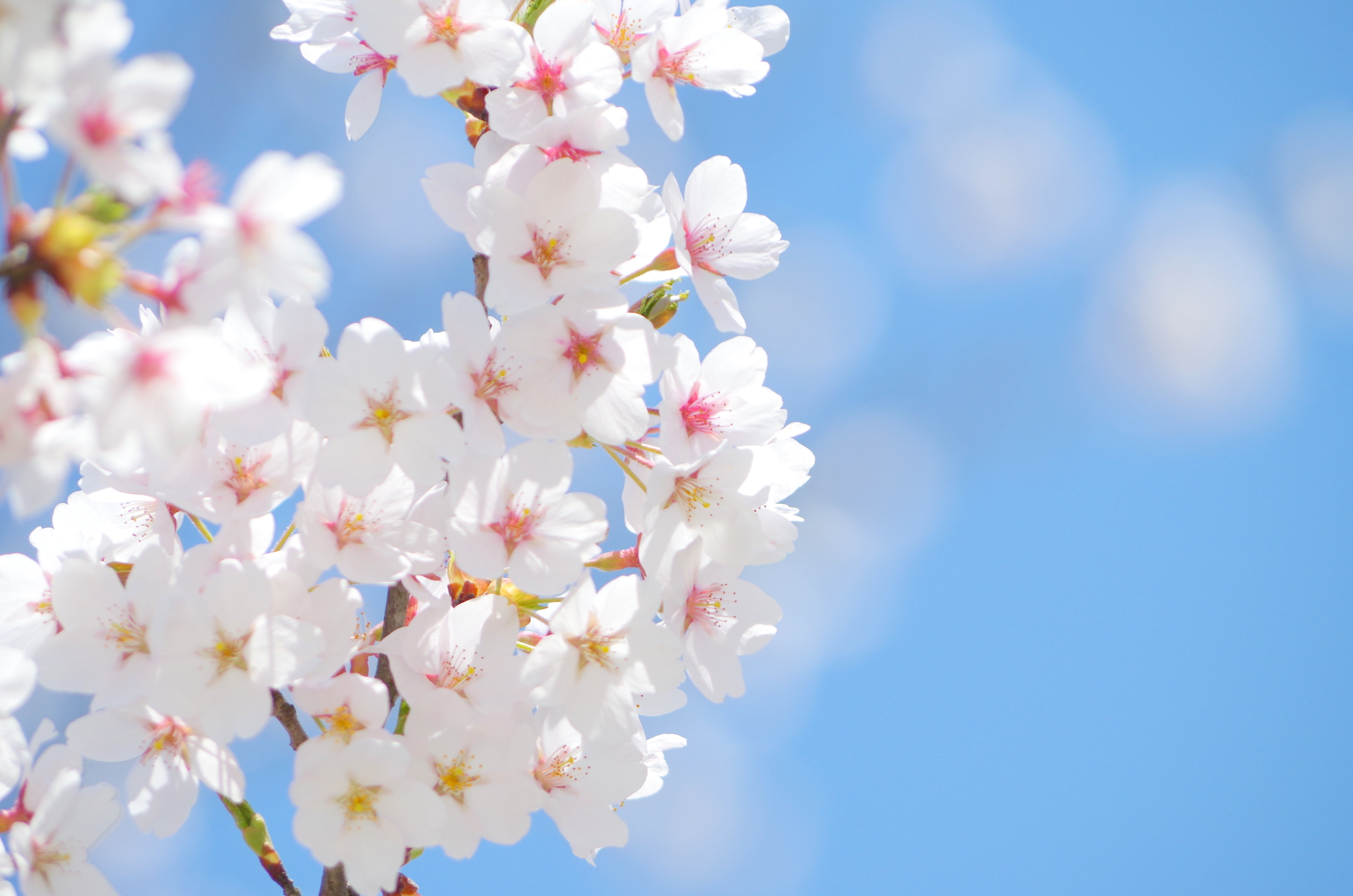 美白・美肌・アンチエイジングにうれしい桜の花の持つ効果とは？